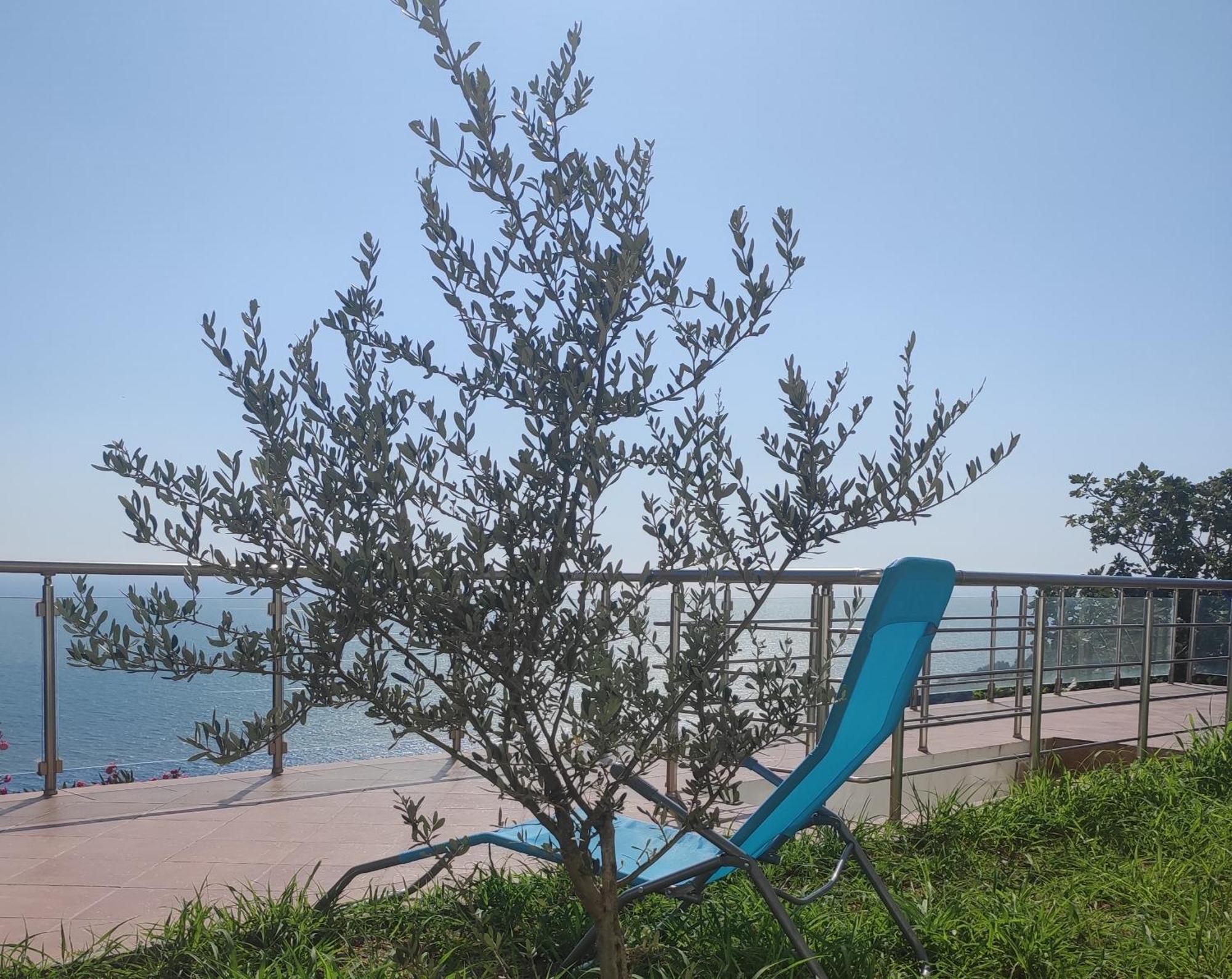 Apartment Oliva Ulcinj Exterior foto